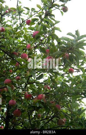 Worcester apples on the tree, Hampshire, England. Stock Photo