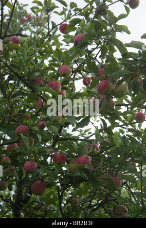 Worcester apples on the tree, Hampshire, England. Stock Photo