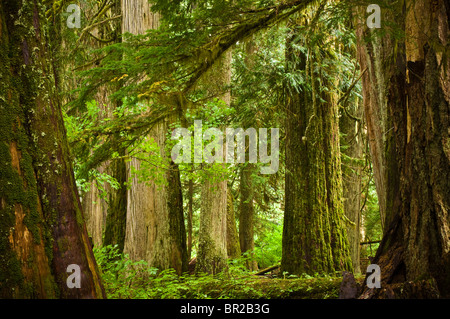 Grove of the Patriarchs Trail, Mount Rainier National Park, Washington. Stock Photo