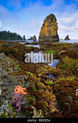 Sea stars in tidepool at Point of Arches, Olympic National Park, Washington. Stock Photo