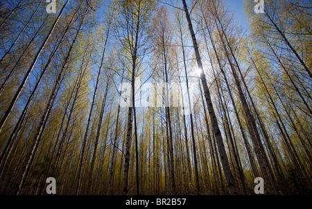 The canopy and foliage of birch trees in the forest at Spring , Finland Stock Photo