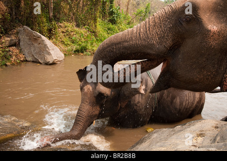 Patara Elephant Farm; Chiang Mai, Thailand: elephants in water at Khaw Tar Chang Waterfall. Stock Photo