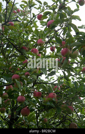 Worcester apples on the tree, Hampshire, England. Stock Photo