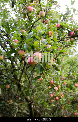 Worcester apples on the tree, Hampshire, England. Stock Photo