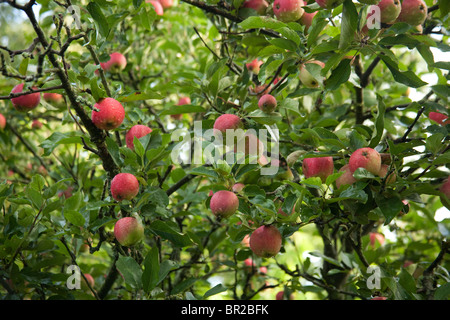 Worcester apples on the tree, Hampshire, England. Stock Photo