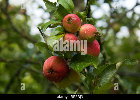 Worcester apples on the tree, Hampshire, England. Stock Photo