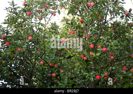 Worcester apples on the tree, Hampshire, England. Stock Photo