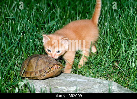 Box turtle on warm rock in yard ducks in his shell from the exploratory interest of yellow blue-eyed tabby kitten Stock Photo