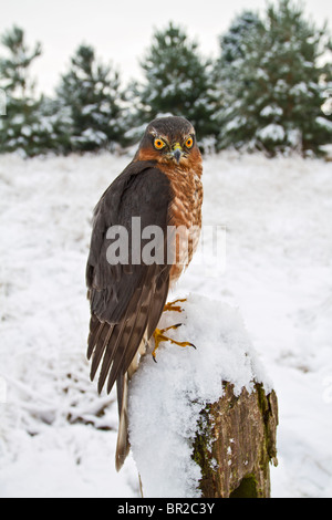 Sparrowhawk male ( Accipiter nisus ) on snowy fence post Stock Photo