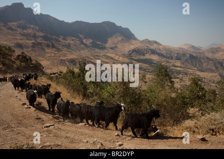 A herd of goats walk in the Qandil mountains a mountainous area of Iraqi Kurdistan near the Iraq-Iran border. The region belongs to the Zagros mountain range and is difficult to access, with extremely rugged terrain. Stock Photo