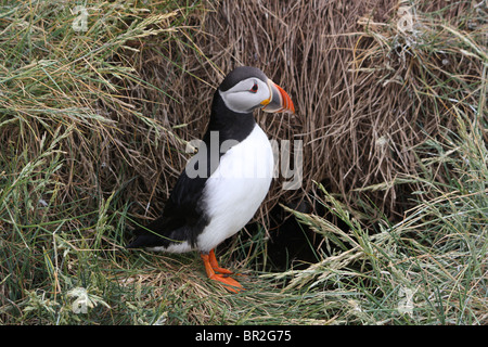 Atlantic Puffin (Fratercula Arctica) at the mouth of its burrow.  Photographed in the Farne Islands, Northumberland, UK. Stock Photo