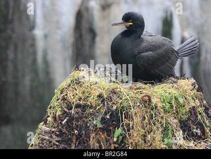 Shag (Phalacrocorax Aristotelis) on the Farne Islands. Some shags are content with a few sticks on the rocks, not this one. Stock Photo