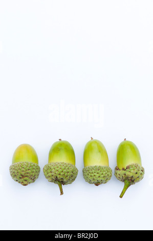 Acorns on a white background Stock Photo