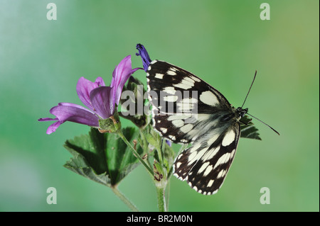 Marbled White (Melanargia galathea) on flower at spring - Vaucluse - Provence - France Stock Photo