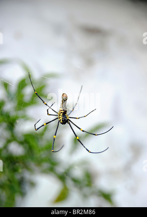 Spider hanging in a web, Kerala, India. Joro Spider, also known as a 'Fortune-Teller'  `invasive species in other parts of the world, including the US Stock Photo
