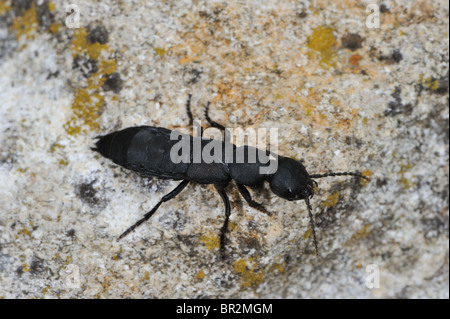 Devil's coach-horse beetle (Ocypus olens - Staphylinus olens) walking on rock in summer - Vaucluse - Provence - France Stock Photo