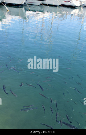 fishes mullet school in mediterranean port saltwater Stock Photo