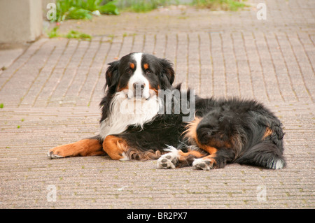 Berner Sennenhund lying on the street Stock Photo