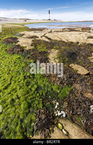 low tide at sein island with lighthouse, finistere, brittany, france Stock Photo