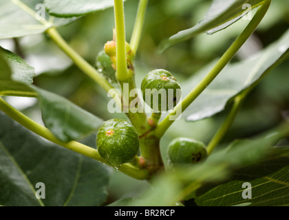 Common fig on branch Stock Photo