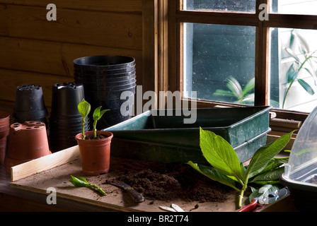 Bench in a potting shed. Stock Photo