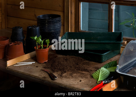Bench in a potting shed. Stock Photo