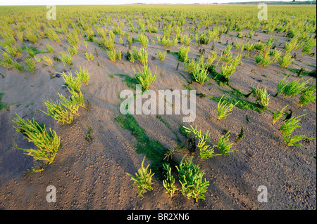 Marsh Samphire. Glasswort. Salicornia europaea growing on the mud flats and ready to harvest. Stock Photo