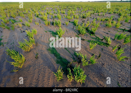 Marsh Samphire. Glasswort. Salicornia europaea growing on the Lincolnshire mud flats and ready to harvest. Stock Photo