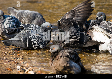 The rock dove, or just pigeon (Columba livia) in the city park. Stock Photo