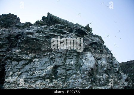 Noup of Noss gannet colony cliffs, Noss, Shetland Islands, Scotland Stock Photo