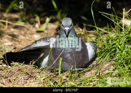 The rock dove, or just pigeon (Columba livia) in the city park. Stock Photo