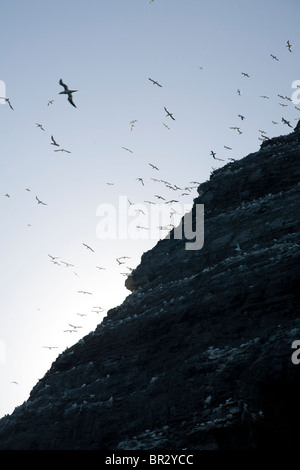 Noup of Noss gannet colony cliffs, Noss, Shetland Islands, Scotland Stock Photo