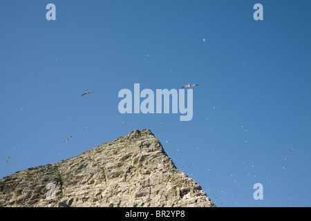 Noup of Noss gannet colony cliffs, Noss, Shetland Islands, Scotland Stock Photo