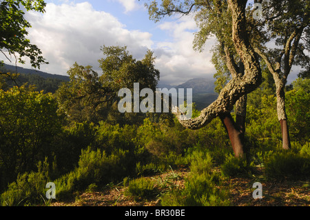 cork oak (Quercus suber), view on Gibraltar, Spain, Andalusia Stock Photo