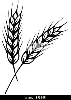 wheat grain drawing