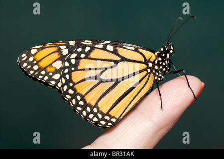 Butterfly on finger. Stock Photo