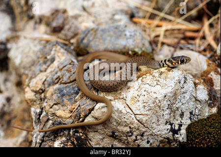 Balkan whip snake (Hierophis gemonensis, Coluber gemonensis  ), juvenile on rocks, Greece, Peloponnes Stock Photo