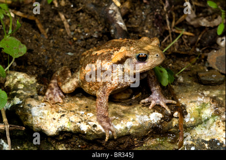 European common toad (Bufo bufo spinosus), juvenile, Greece, Peloponnes, Messinien Stock Photo