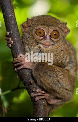 Pygmy tarsier monkey (Tarsius pumilus), Indonesia Stock Photo