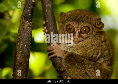 Pygmy tarsier monkey (Tarsius pumilus), Indonesia Stock Photo