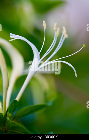 Close-up of an white honeysuckle flower, Lonicera caprifolium Stock Photo