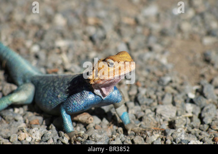 African lizard or gekko Stock Photo