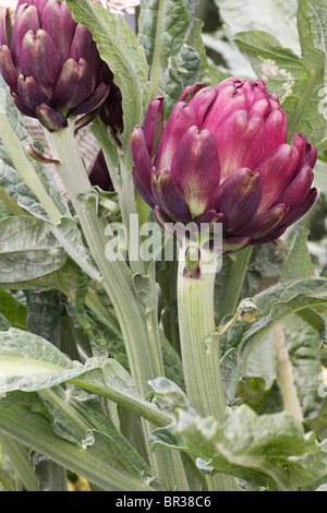 Purple artichoke plant and buds in a field  (Cynara cardunculus) Stock Photo