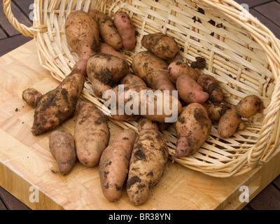 Home grown Pink Fir Apple potatoes  just after being dug and displayed being tipped from a wicker basket onto a chopping board Stock Photo