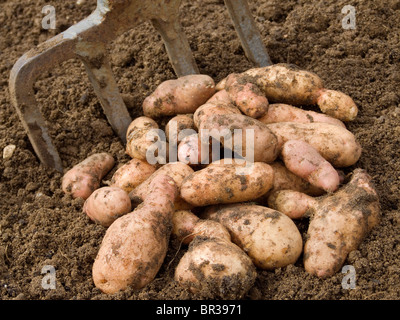 Home grown Pink Fir Apple potatoes  just after being dug and displayed nest to a garden fork Stock Photo