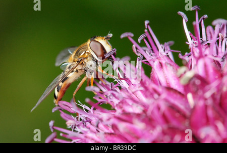 A Hoverfly feeding on an Alllium flower. Stock Photo