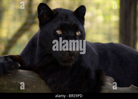 Melanistic or Black Leopard a genetic mutation caused by the increased amount of melanin in the Genes Stock Photo