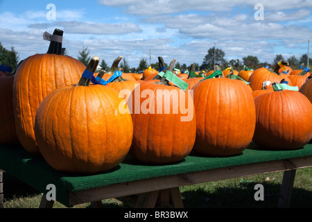 Pumpkins on display USA Stock Photo