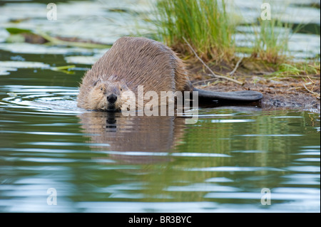 A wild Canadian beaver entering the water from a spit of land in a marshy habitat.