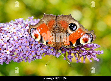 Peacock Butterfly, Inachis io. Feeding on Buddleia. Stock Photo
